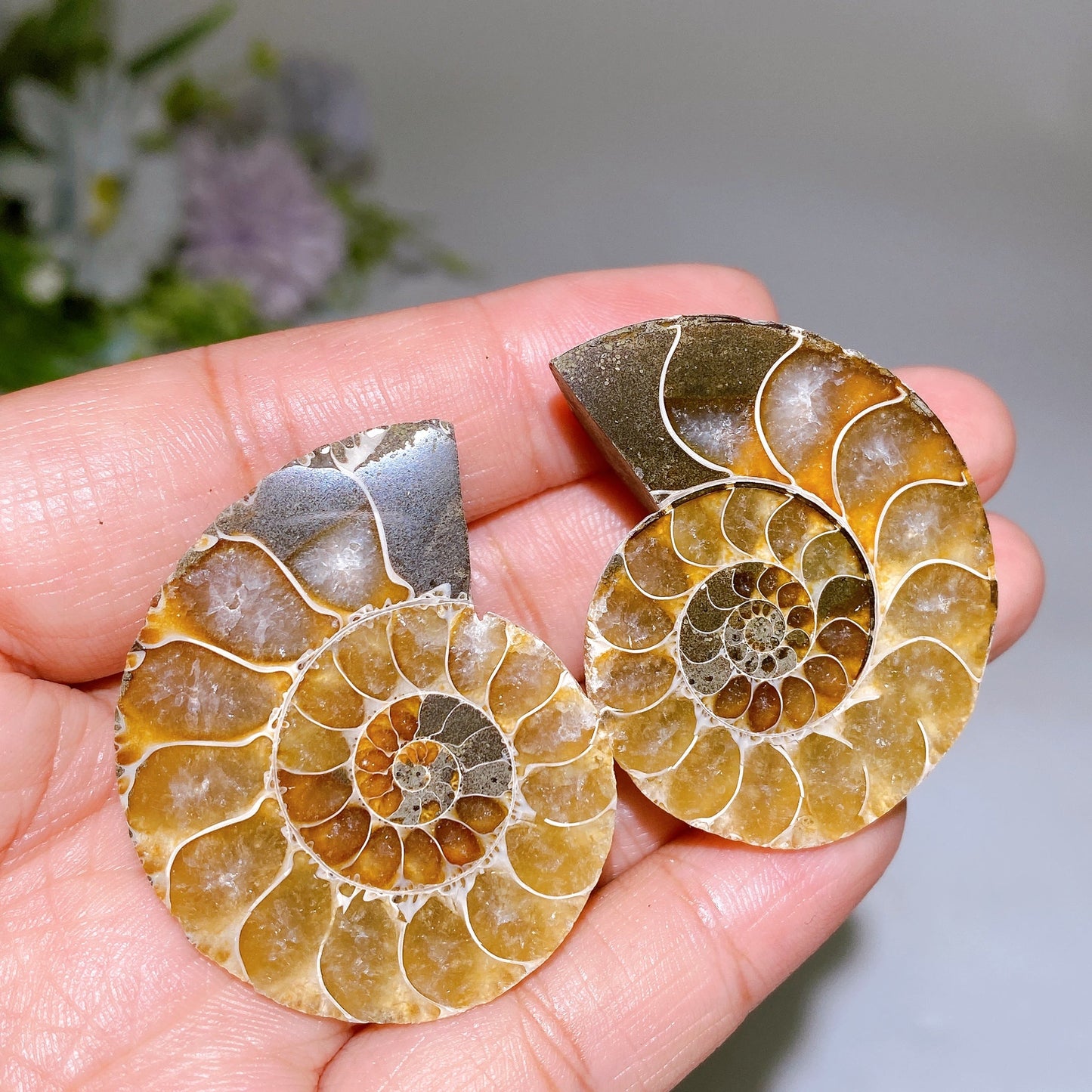 1.4"-2.0" Ammonite Specimen Crystal Healing Bulk Wholesale