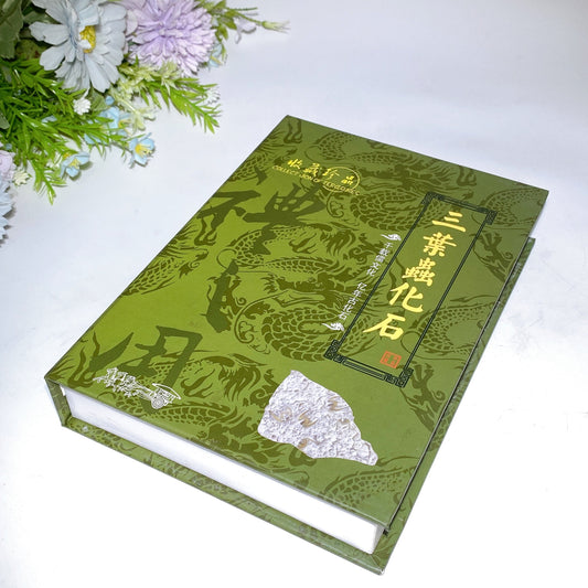 Fossil Trilobite Specimen Free Form with Gift Box Crystal Healing Bulk Wholesale