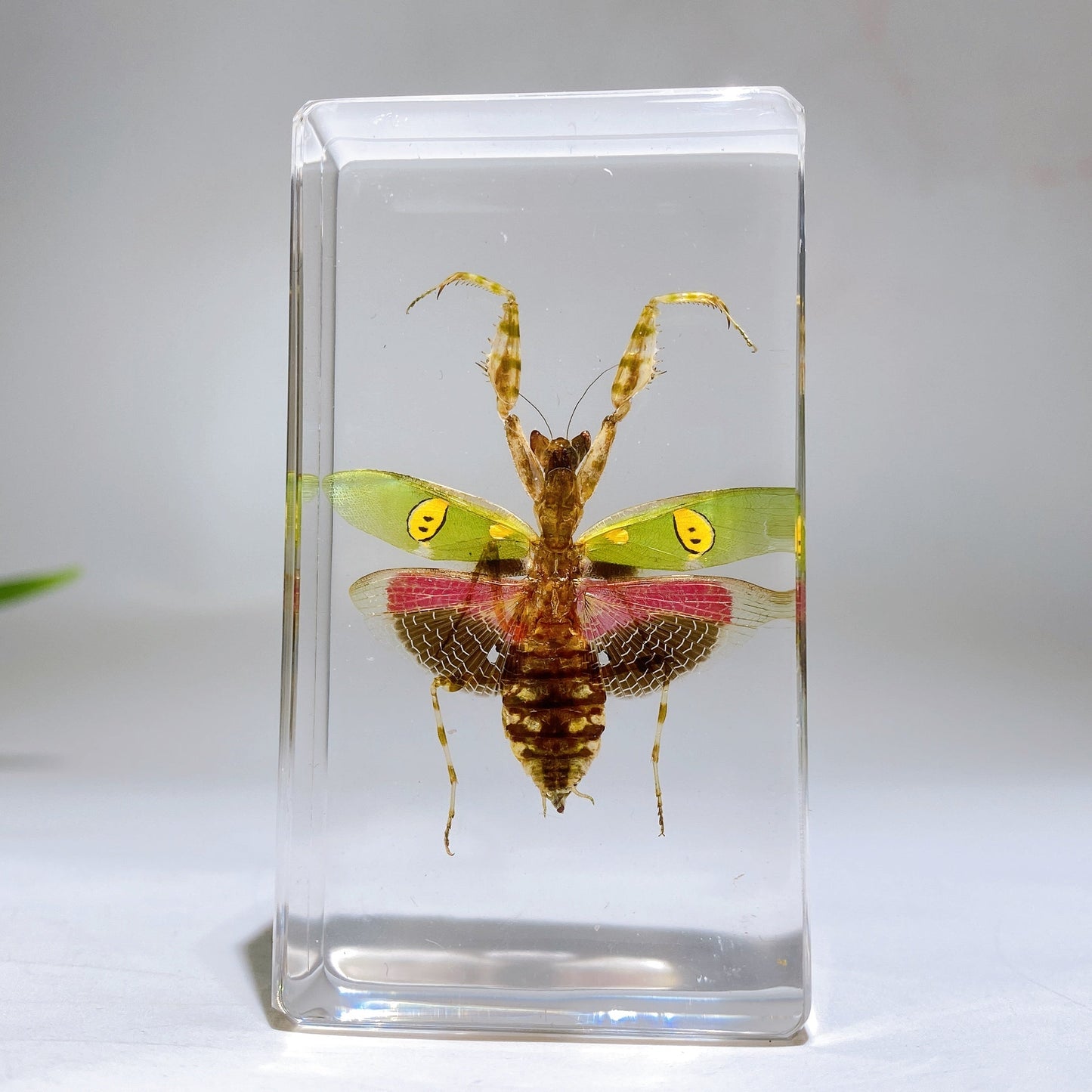 Resin Mantis Free Form Crystal Healing Bulk Wholesale