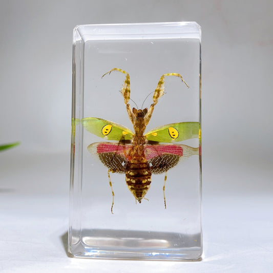 Resin Mantis Free Form Crystal Healing Bulk Wholesale