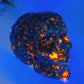 3.5" UV Reactive Yooperlite Skull Carving Crystal Healing Bulk Wholesale