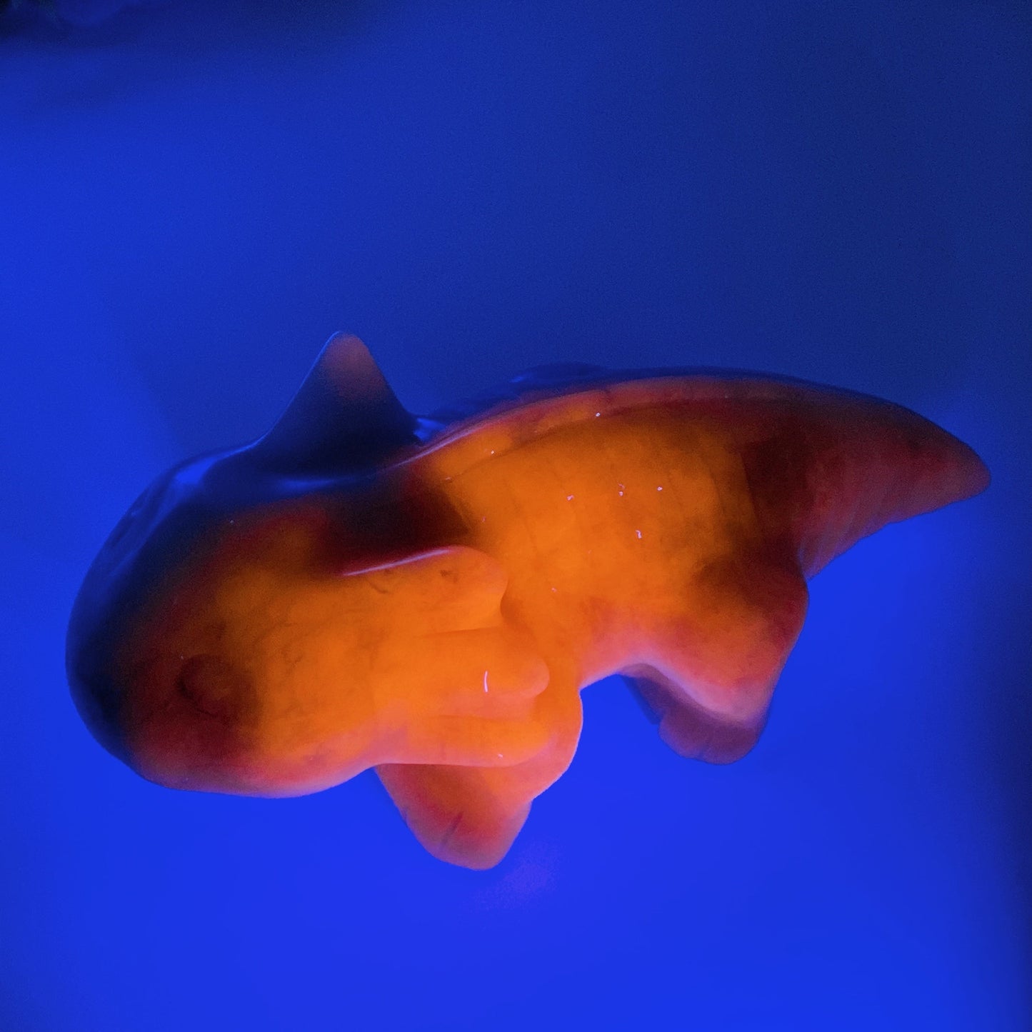 5.8" UV Reactive Sodalite Salamander Carving Crystal Healing Bulk Wholesale