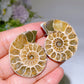 1.4"-2.0" Ammonite Specimen Crystal Healing Bulk Wholesale