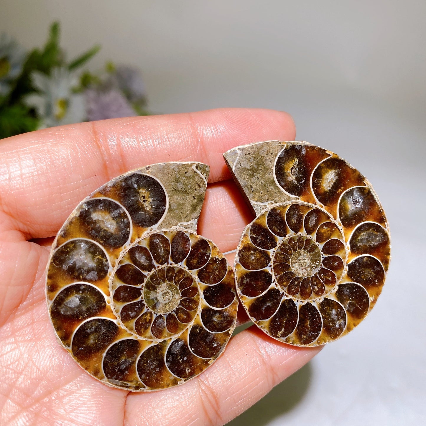 1.4"-2.0" Ammonite Specimen Crystal Healing Bulk Wholesale