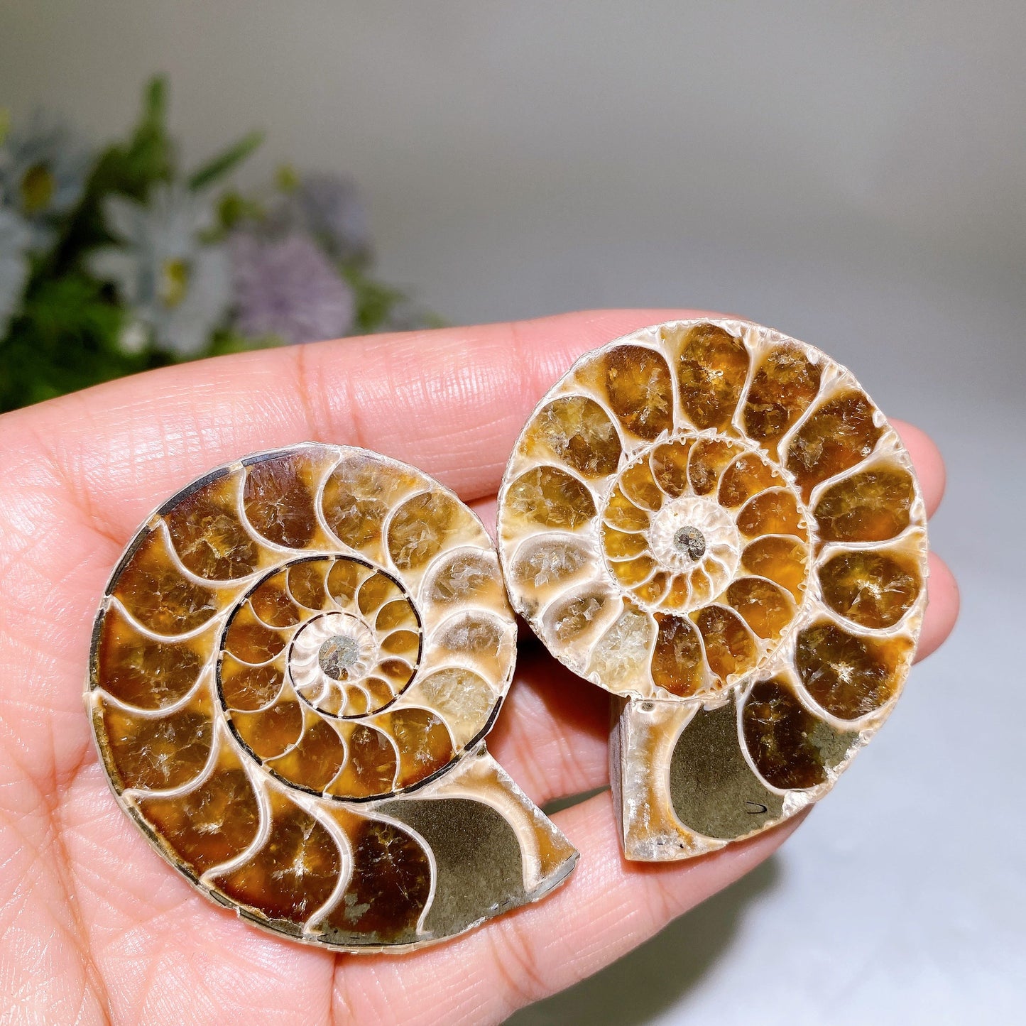 1.4"-2.0" Ammonite Specimen Crystal Healing Bulk Wholesale