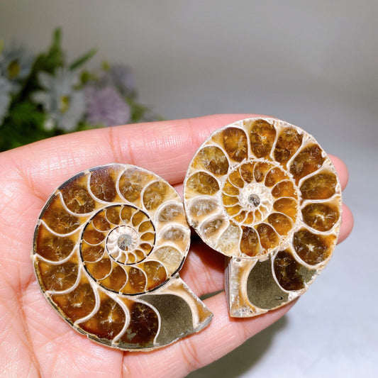 1.4"-2.0" Ammonite Specimen Crystal Healing Bulk Wholesale