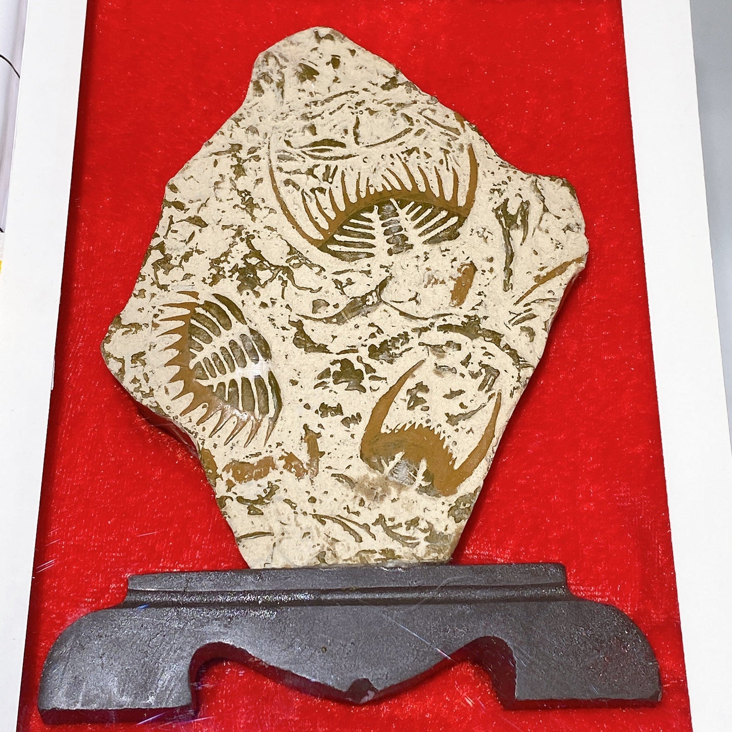 Fossil Trilobite Specimen Free Form with Gift Box Crystal Healing Bulk Wholesale