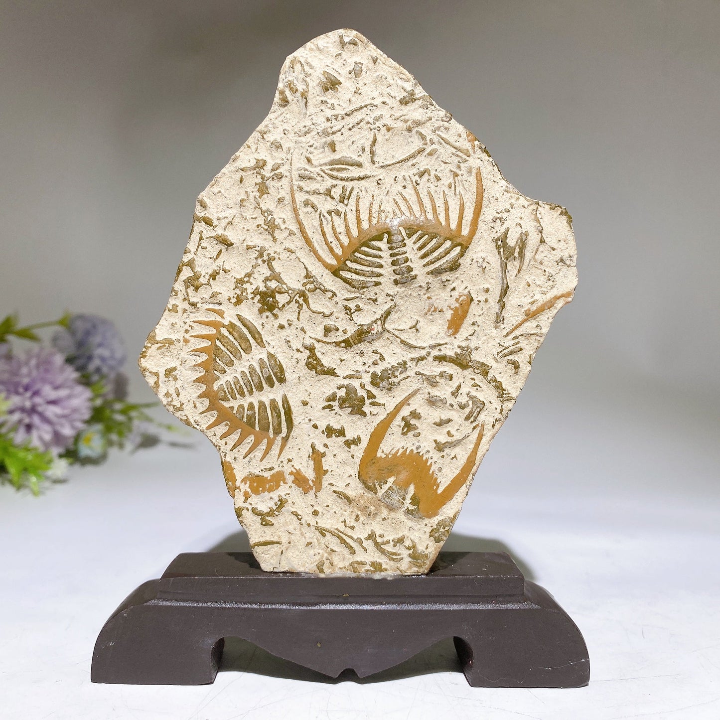 Fossil Trilobite Specimen Free Form with Gift Box Crystal Healing Bulk Wholesale