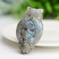 2.1" Labradorite Owl with Skull Dec Crystal Carving  Wholesale Crystals