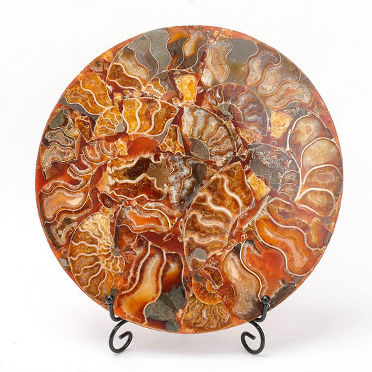 Ammonite Round Plate Free Form Full Set Wholesale Crystals